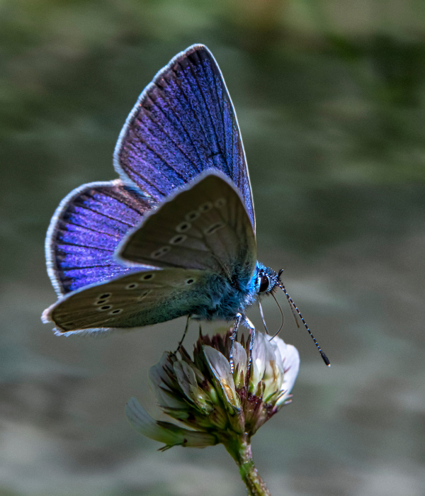 Blauer Schmetterling als Sinnbild für schöne Erinnerungen, die bleiben.
