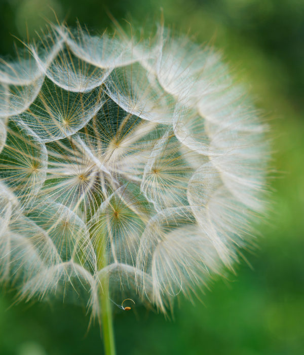 Pusteblume als Sinnbild für Samen