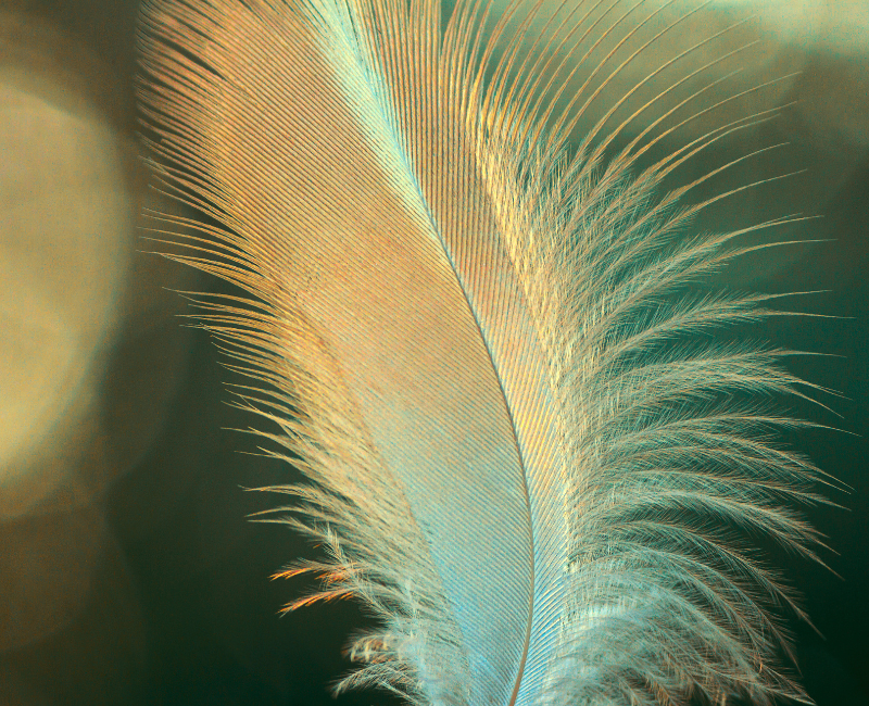 flauschige Feder im Gegenlicht