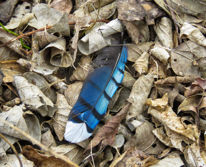 blaugemusterte Feder in altem Laub